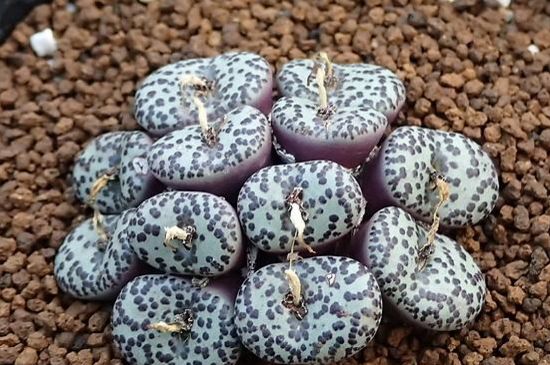 墨小锥如何看好坏