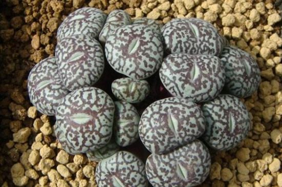 墨小锥如何看好坏