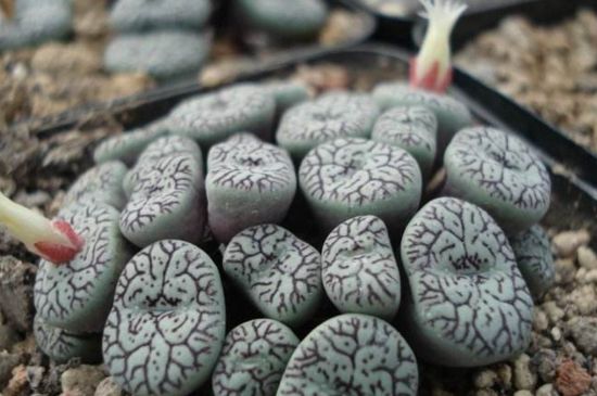 墨小锥如何看好坏