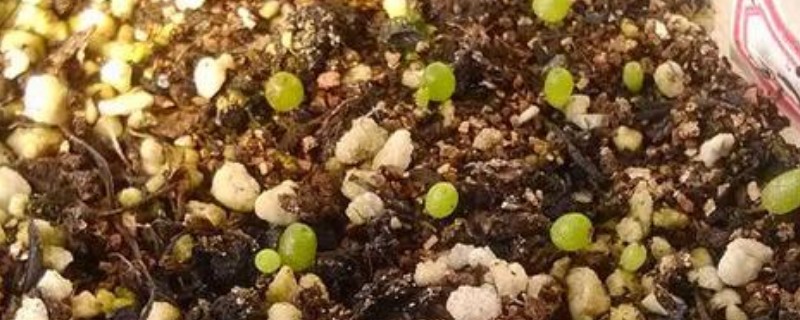 毛汉尼软软的如何回事