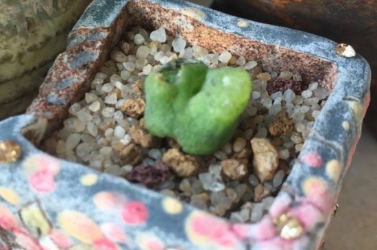 毛汉尼软软的如何回事