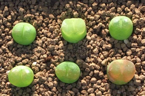 毛汉尼软软的如何回事