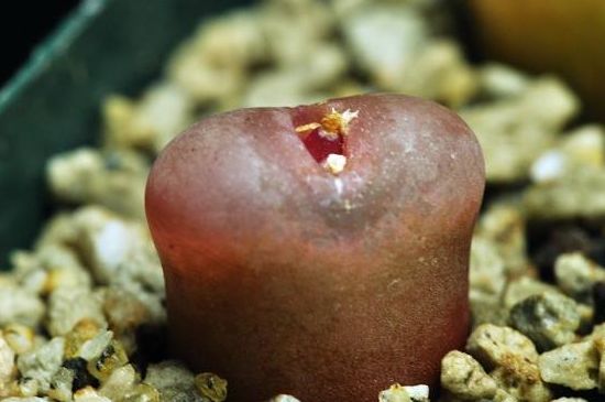 毛汉尼软软的如何回事