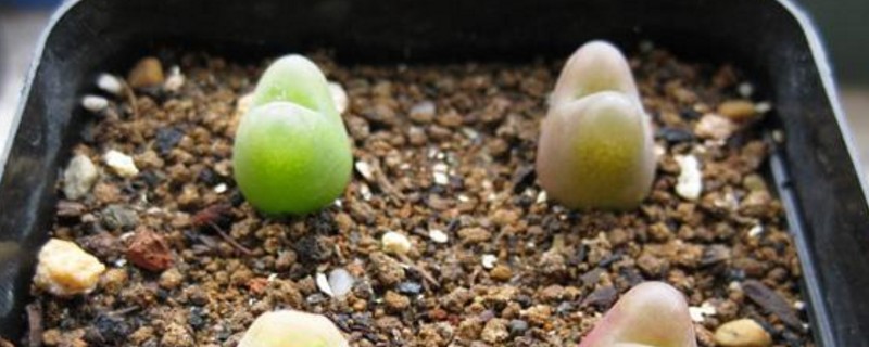 肉锥毛汉尼如何养