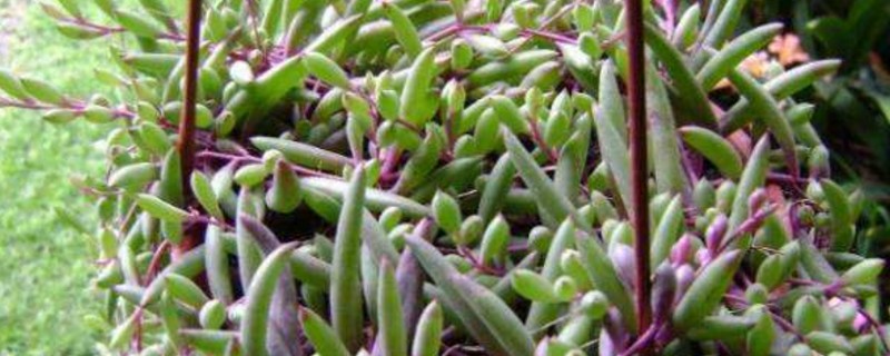 养紫玄月的益处