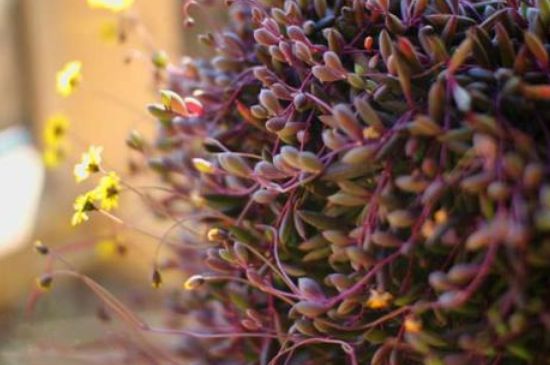 养紫玄月的益处