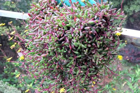 养紫玄月的益处