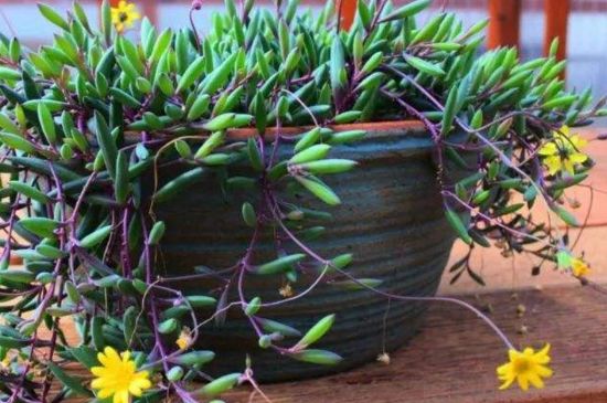 养紫玄月的益处