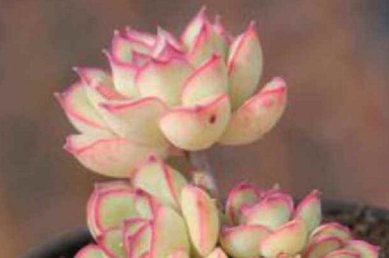多肉植物荷花如何繁殖