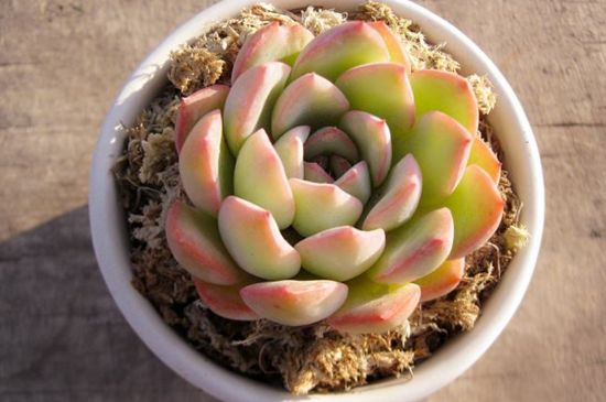 多肉植物荷花如何繁殖