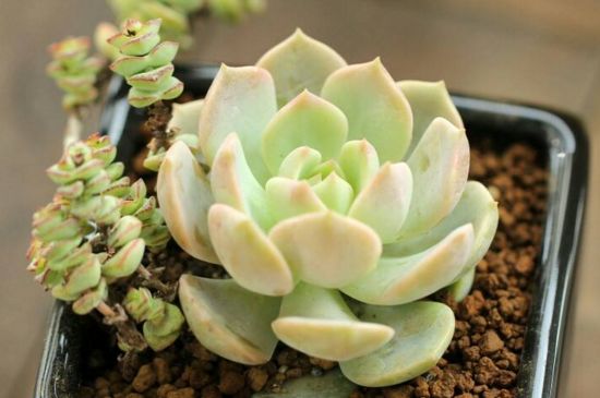 多肉植物荷花如何繁殖