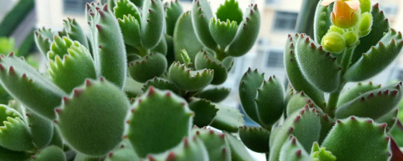 哪些多肉夏季不休眠
