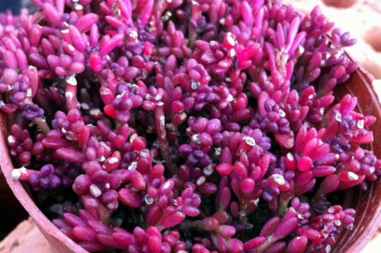 哪些多肉夏季不休眠