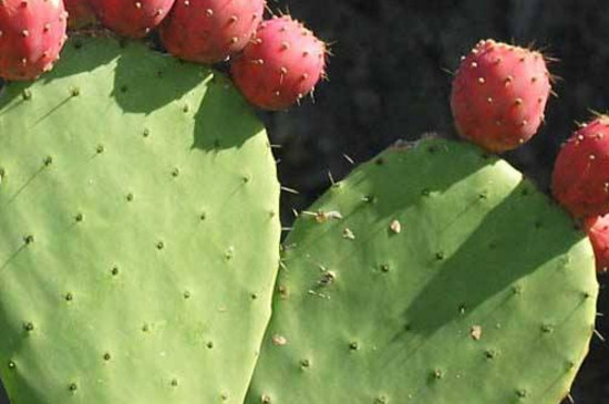 哪些多肉夏季不休眠