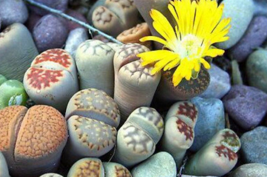 哪些多肉夏季不休眠