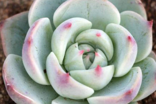 吉娃娃多肉能长多大