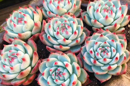 吉娃娃多肉能长多大