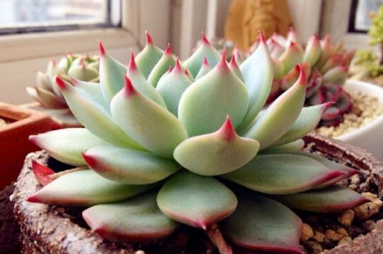 吉娃娃多肉能长多大