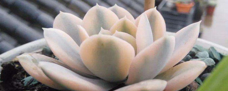 多肉水培如何养殖