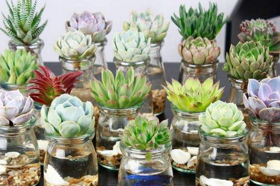 多肉水培如何养殖