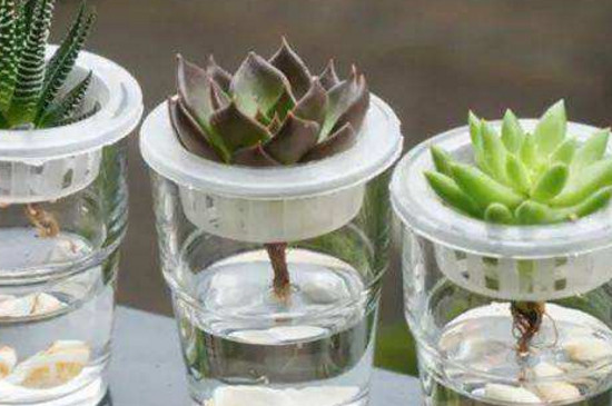 多肉水培如何养殖