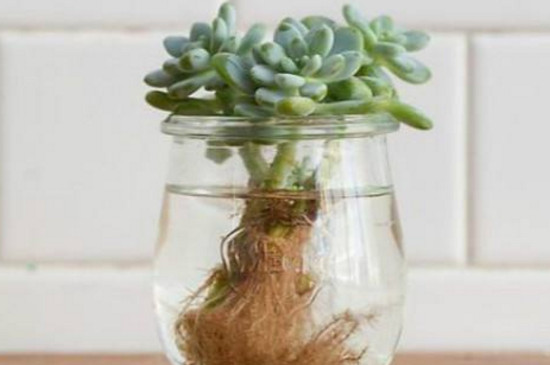 多肉水培如何养殖