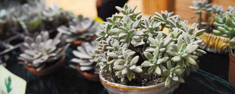 多肉如何繁殖办法视频