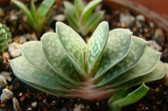 多肉如何繁殖办法视频