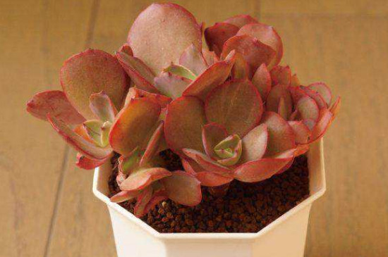 多肉如何繁殖办法视频