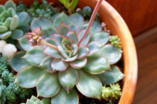 多肉夏季可以扦插吗