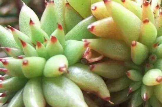 多肉夏季可以扦插吗