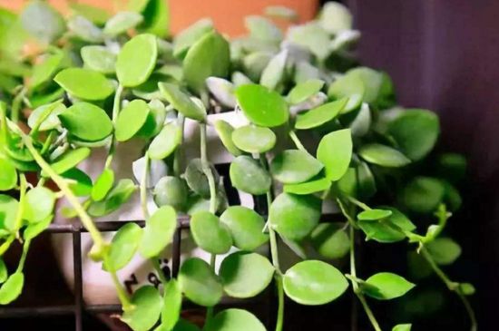 眼树莲小苹果如何养