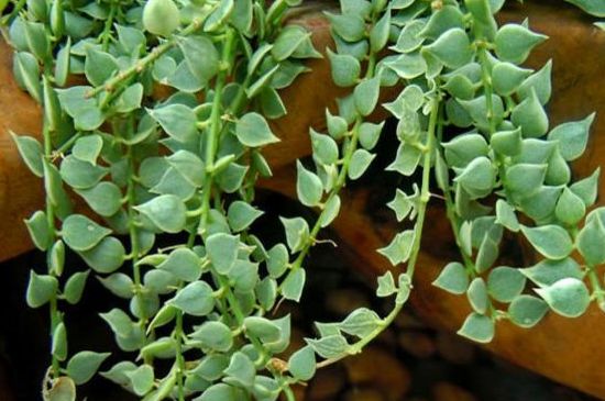 眼树莲小苹果如何养