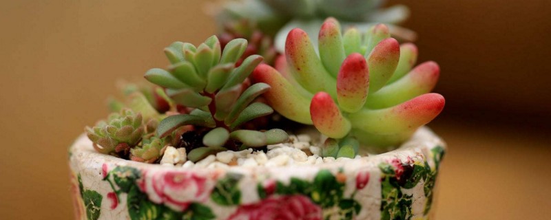 多肉苹果叶如何服盆快