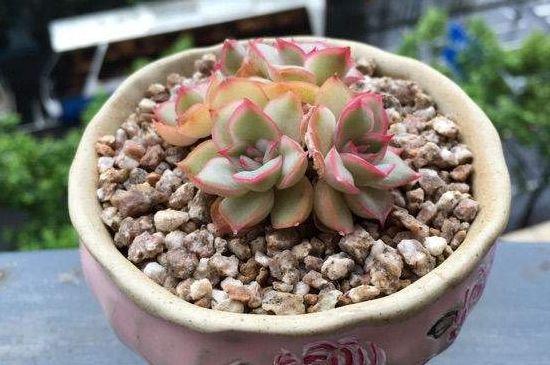 多肉苹果叶如何服盆快