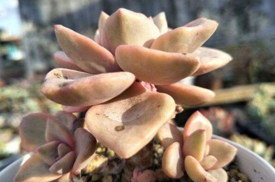 多肉苹果叶如何服盆快