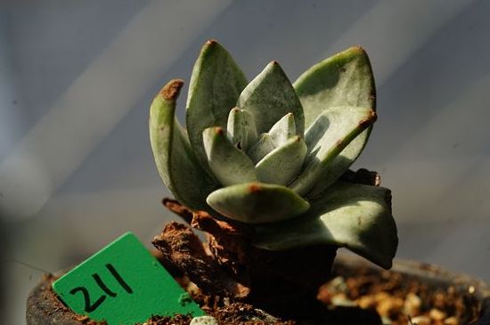 多肉苹果叶如何服盆快