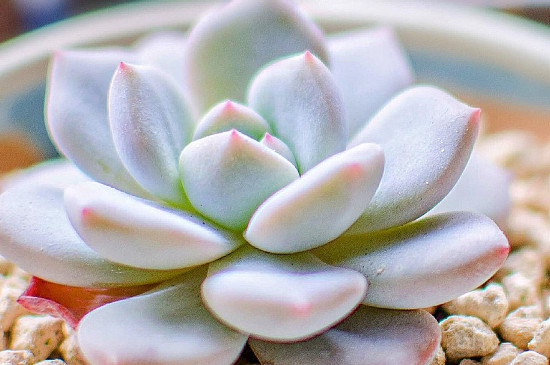 如何去除多肉盆栽蚂蚁