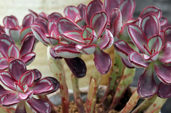 如何去除多肉盆栽蚂蚁