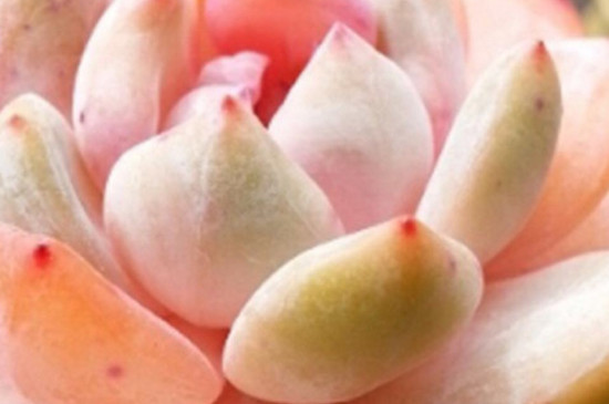 如何去除多肉盆栽蚂蚁