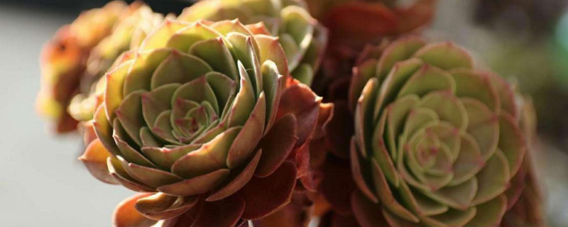 万圣节法师夏季如何养