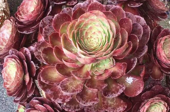 万圣节法师夏季如何养