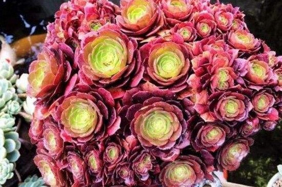 万圣节法师夏季如何养