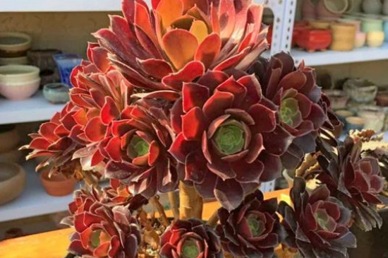 万圣节法师夏季如何养