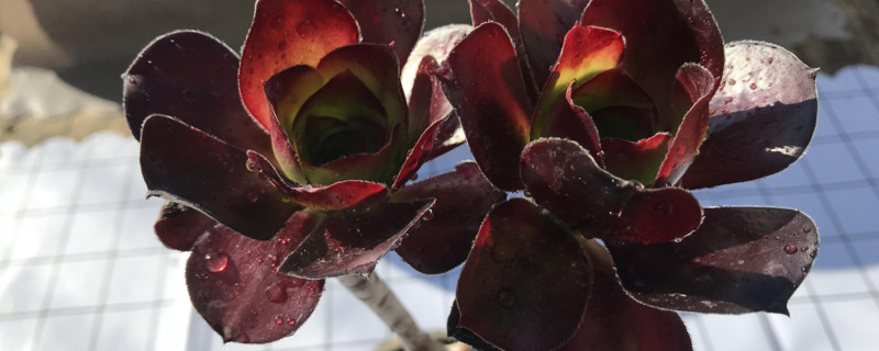 万圣节如何浇水