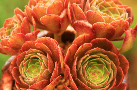 万圣节如何浇水