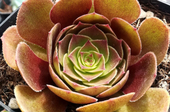 万圣节如何浇水