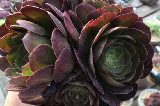 万圣节如何浇水