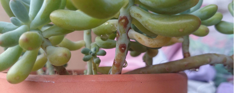 肉多多植物如何繁殖