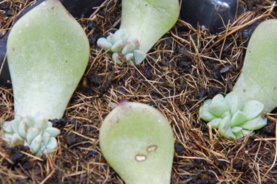 肉多多植物如何繁殖